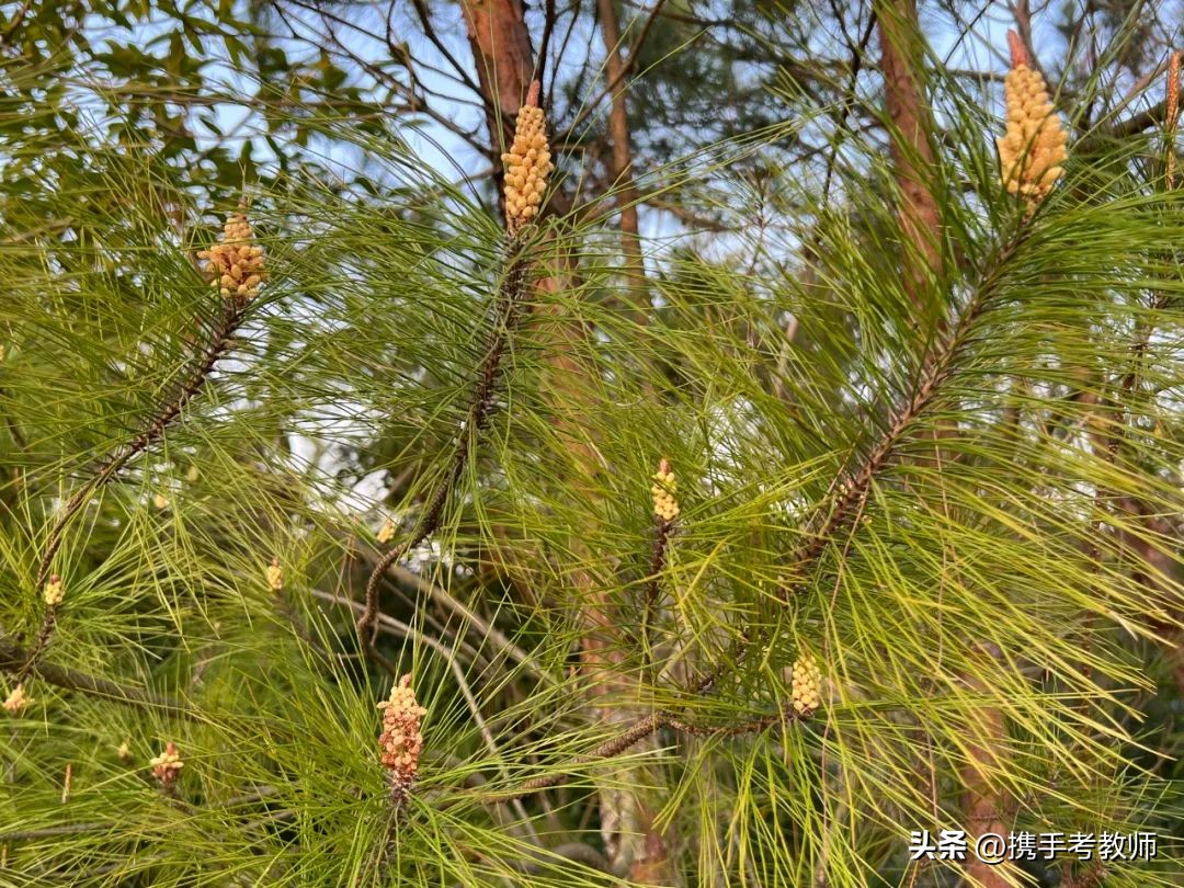 茂盛开花的马尾松,植物专栏蓝花草