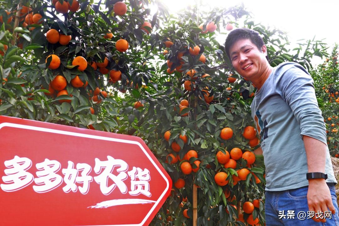 拼多多的开放平台云是什么,云时代的所有系列