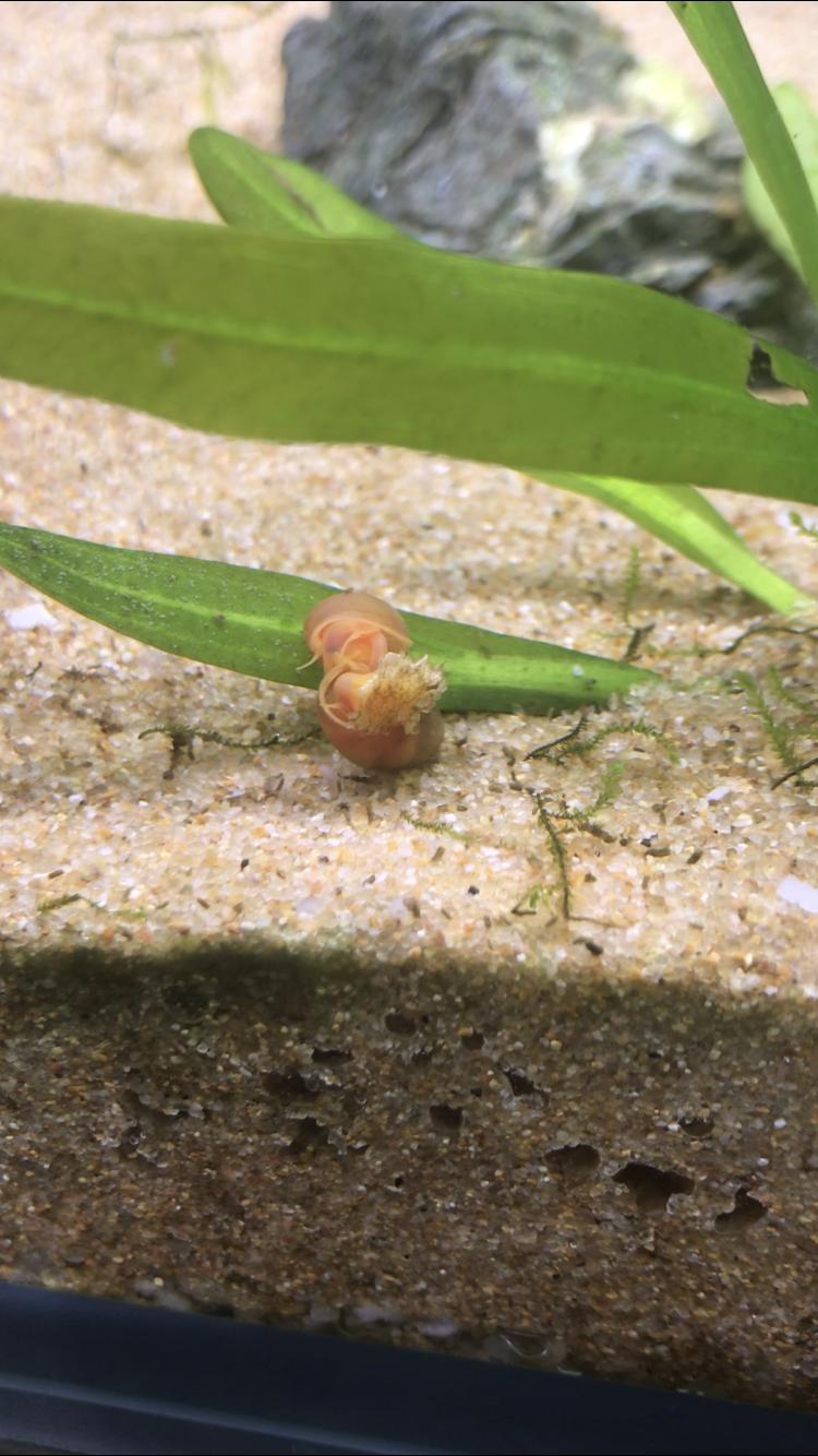 40缸古法生态缸养鱼密度,古法养鱼生态缸怎么种睡莲