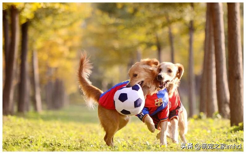 狗狗聪明的十个表现,狗狗聪明的七个表现