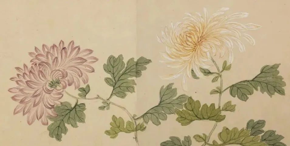 【云上文博】不是花中偏爱菊，此花开尽更无花