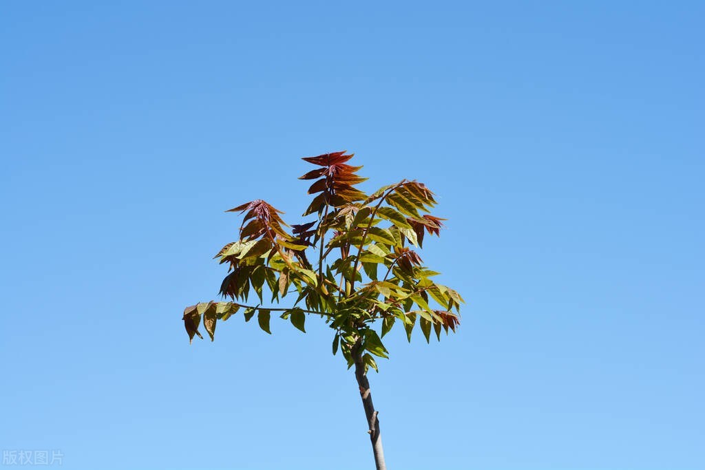 臭椿树和香椿树能串味吗,臭椿与香椿能吃吗