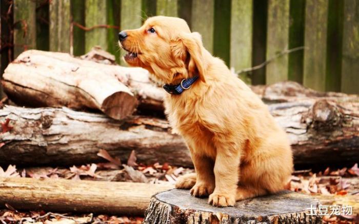 狗狗中暑的正确处理方法是什么,狗狗中暑的症状及处理方法有哪些