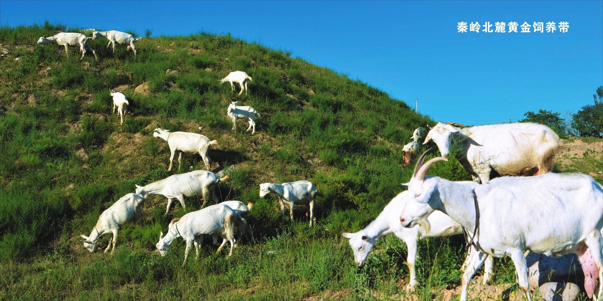 怎么选羊奶粉才知道适合宝宝呢,哪款羊奶粉最适合新生儿