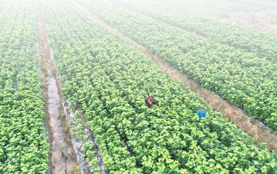 永川仙龙油菜花基地,仙龙油菜花节