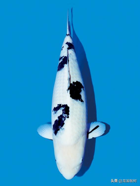 锦鲤分多少种什么样的锦鲤最好养,锦鲤要怎么选才能选到好的锦鲤