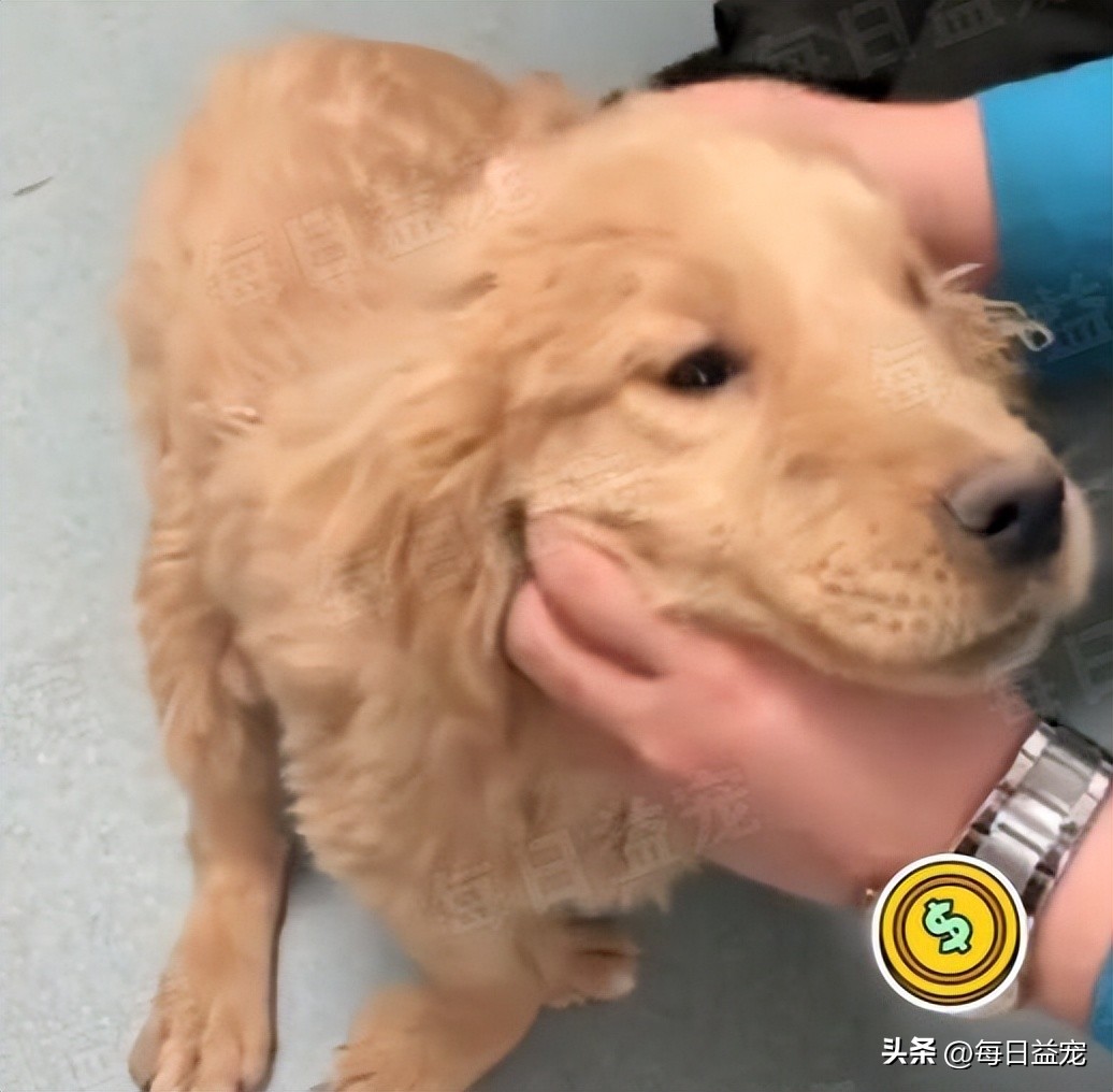 小金毛被弃养,小金毛被扔楼下