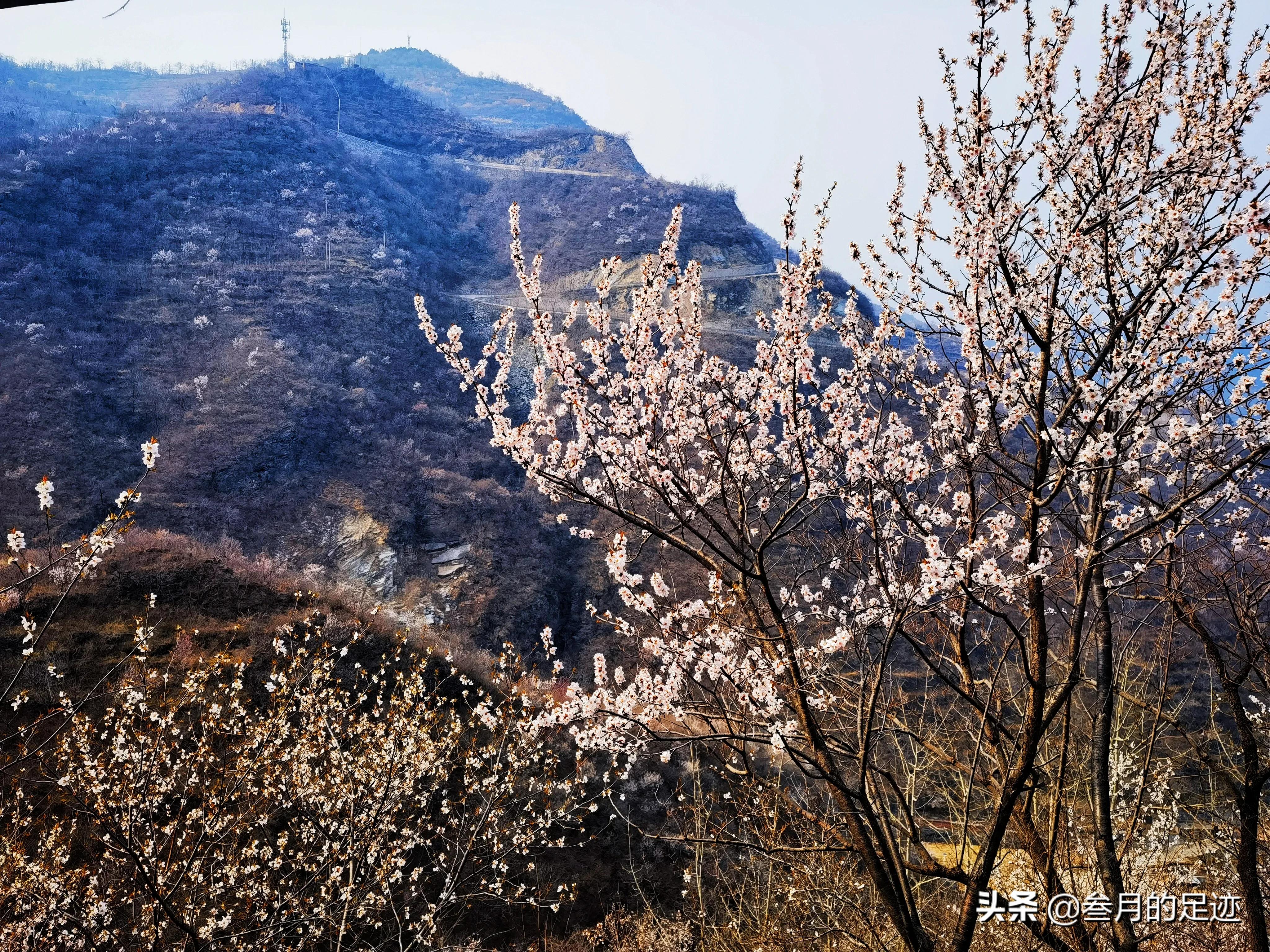 房山良乡踏春,最新房山踏春