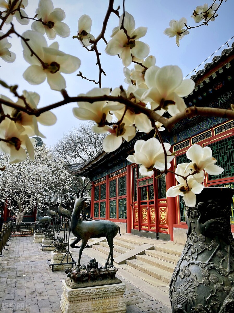 室外冻不死的十种花草,零下30度冻不死的露台植物