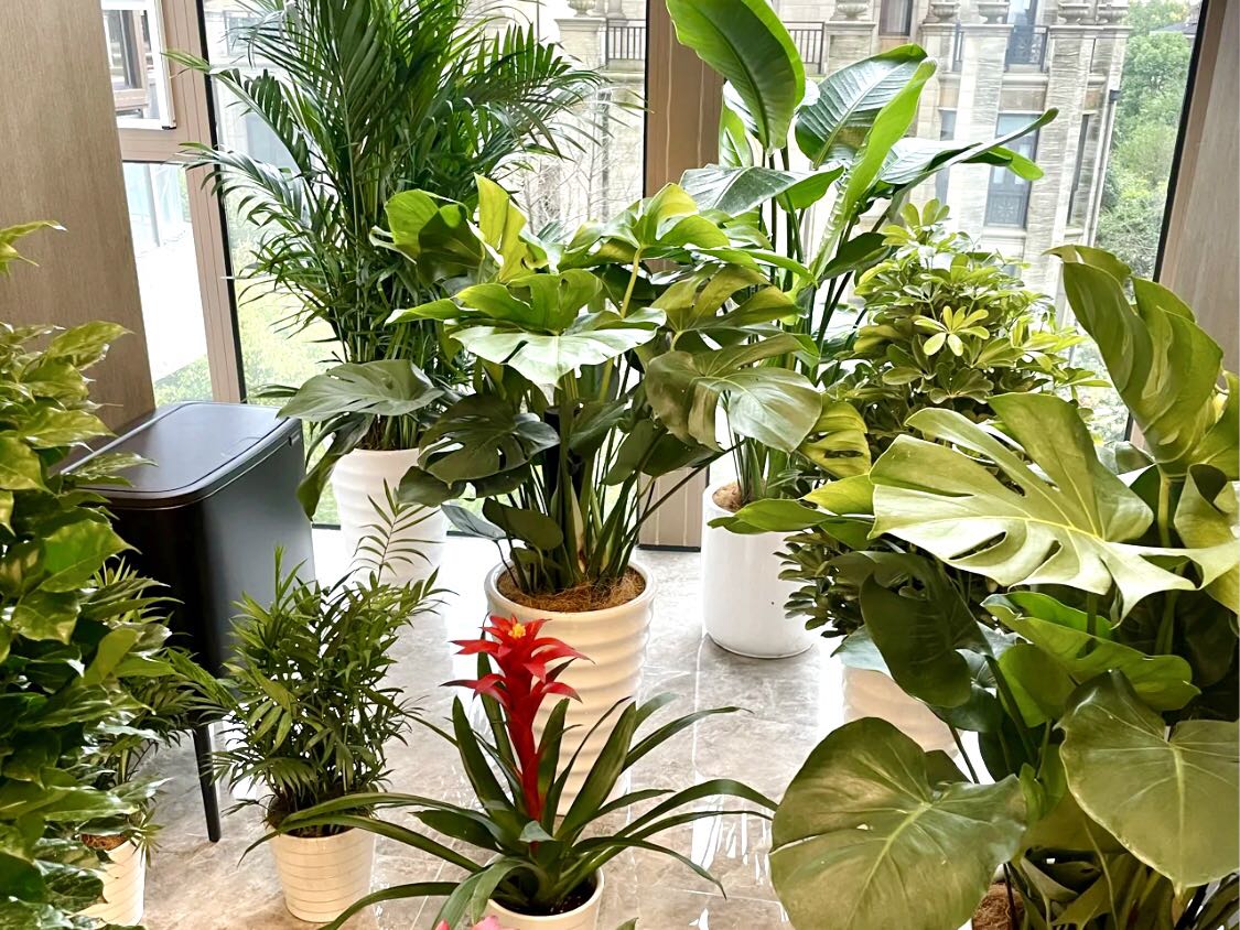 绿植去除甲醛靠谱吗,室内放什么绿植对去除甲醛有效