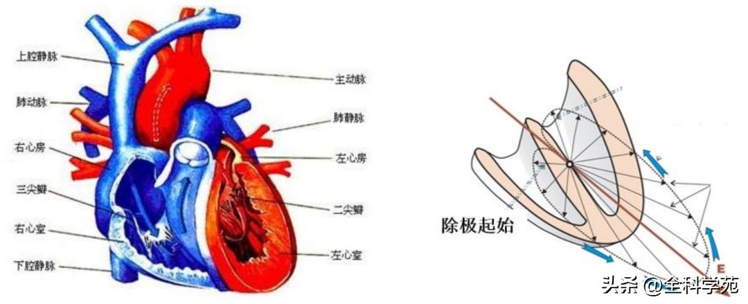 心电图qrs间期变长是怎样造成的,心电图qrs振幅多少是正常范围