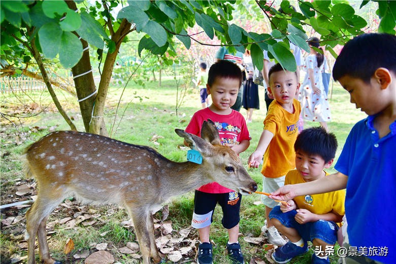 佛山旅游景点攻略,佛山森林公园游玩攻略
