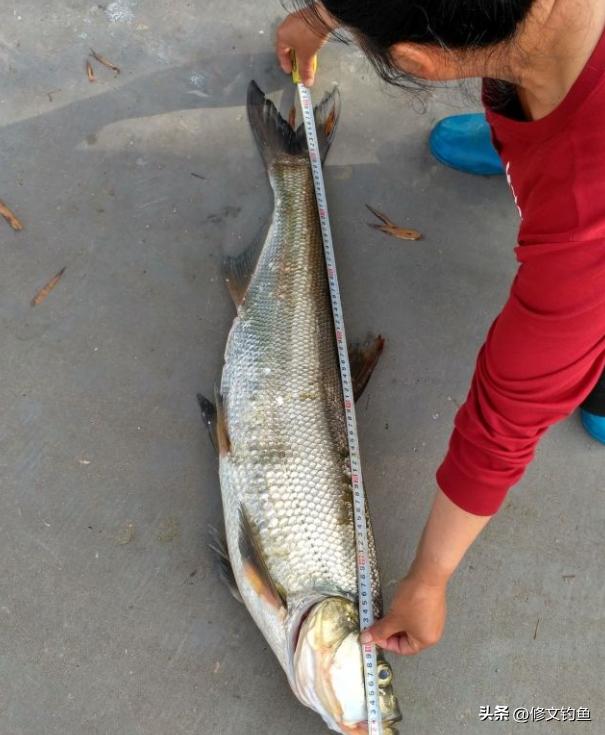 翘嘴怎样才能爆护,翘嘴怎么爆护