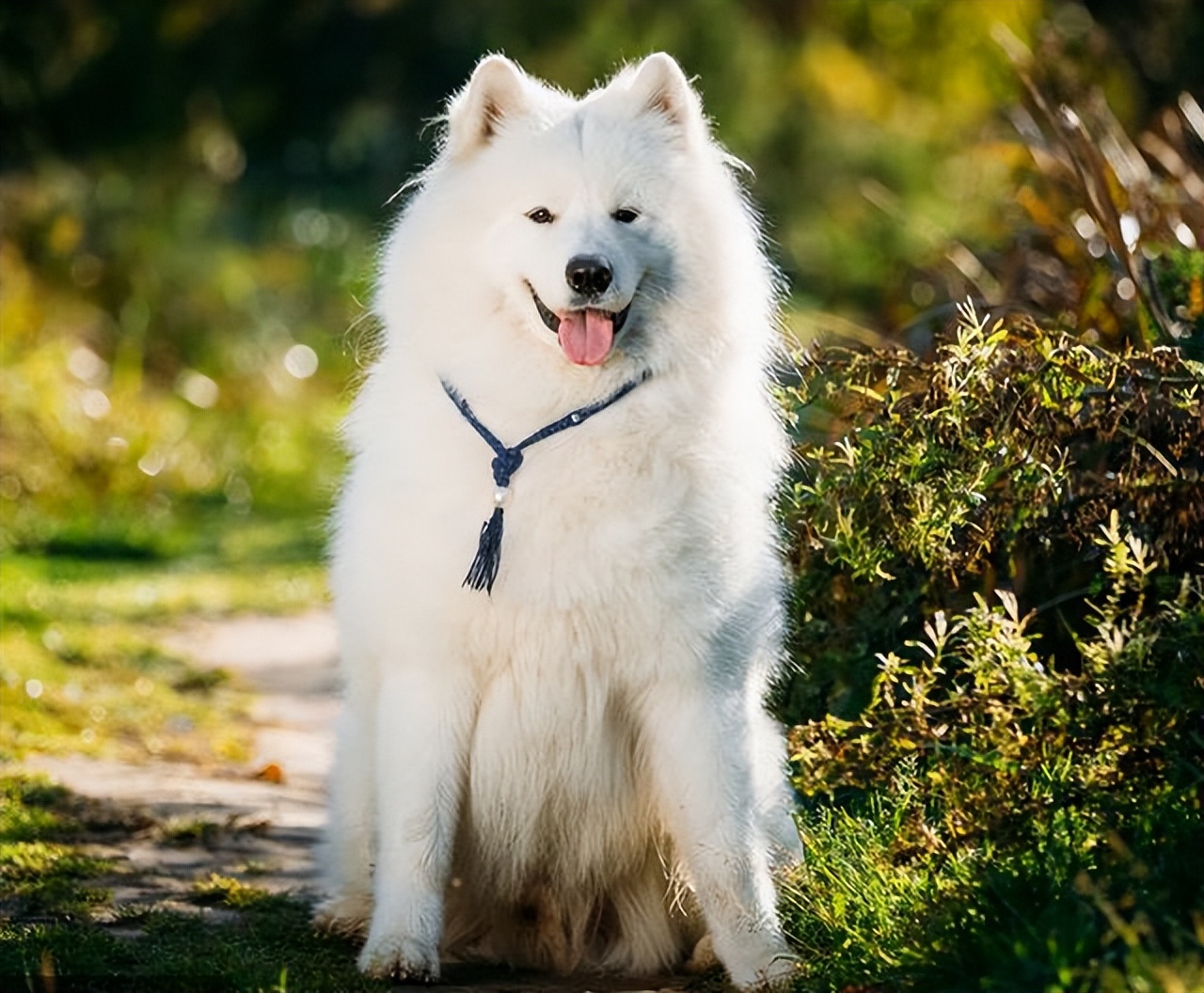 萨摩耶怎么去泪痕最快,萨摩耶狗身上掉毛怎么办