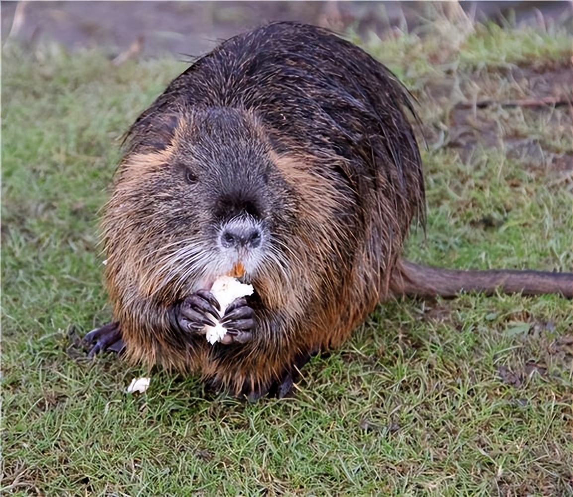 上海出现巨型老鼠新闻报道,巨型老鼠可怕到不忍直视