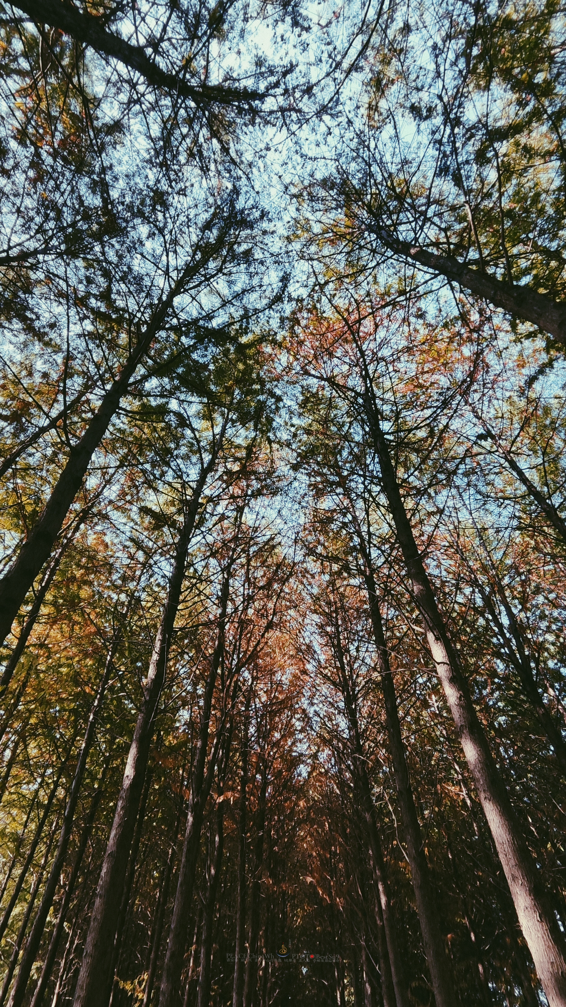 武汉内环大沙湖旅游,武汉沙湖公园最新视频