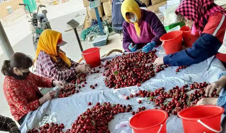 栖霞市庙后佳红樱桃苗,山东烟台庙后大樱桃产业基地