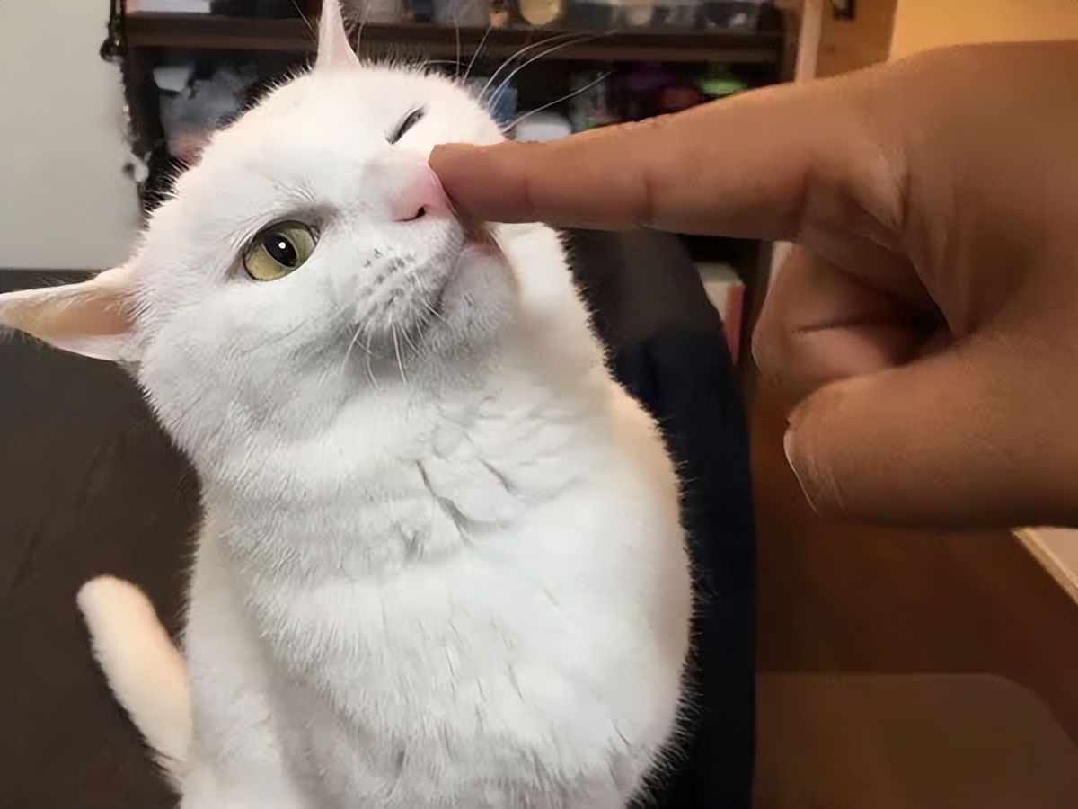 再生气也不能打猫的四个部位,再生气也别打猫的四个部位