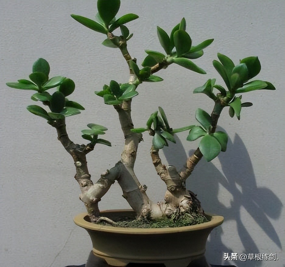 网易新浪头条及部分网络平台对纪实自传体回忆录《草根春秋》评论