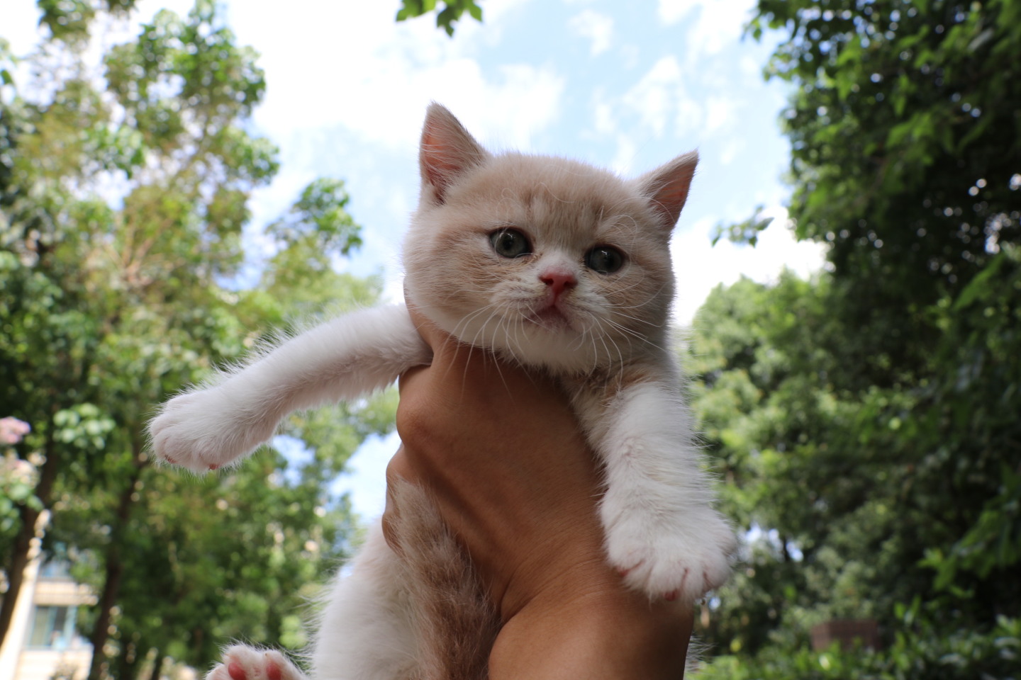 新手养英短猫好还是美短,一个半月的英短好养吗