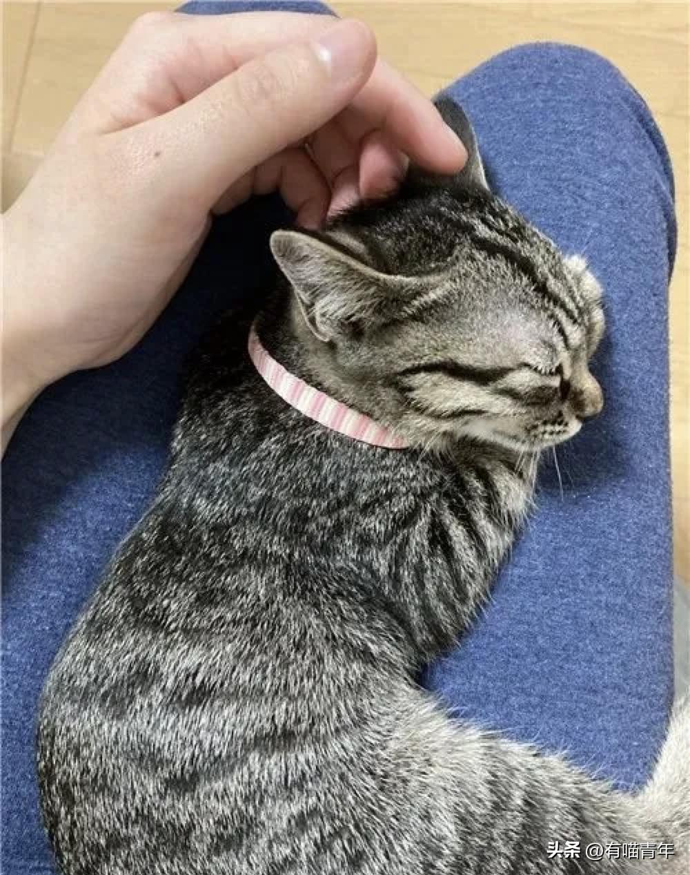 4个月的小奶猫爬上11楼求收养,破大防被拒绝