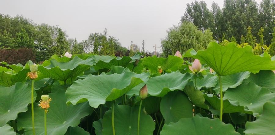 荷你有约环创,荷你有约完整视频