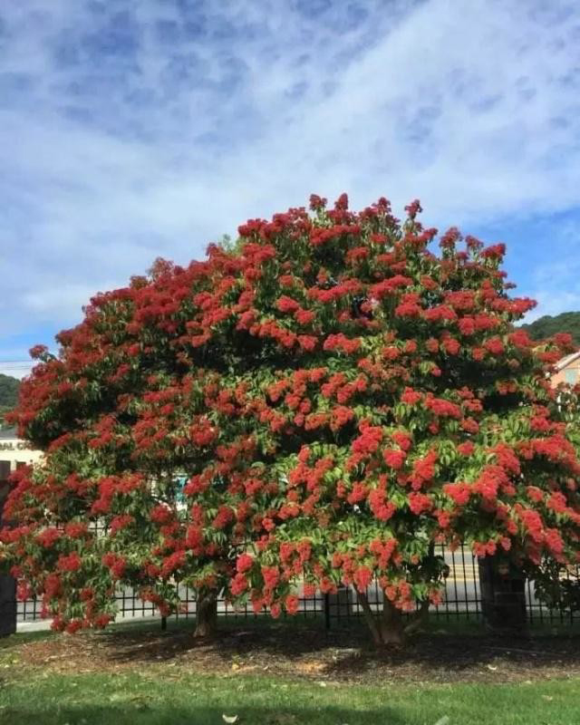 绿化一棵景观树多少钱,一百亩地的绿化树值多少钱