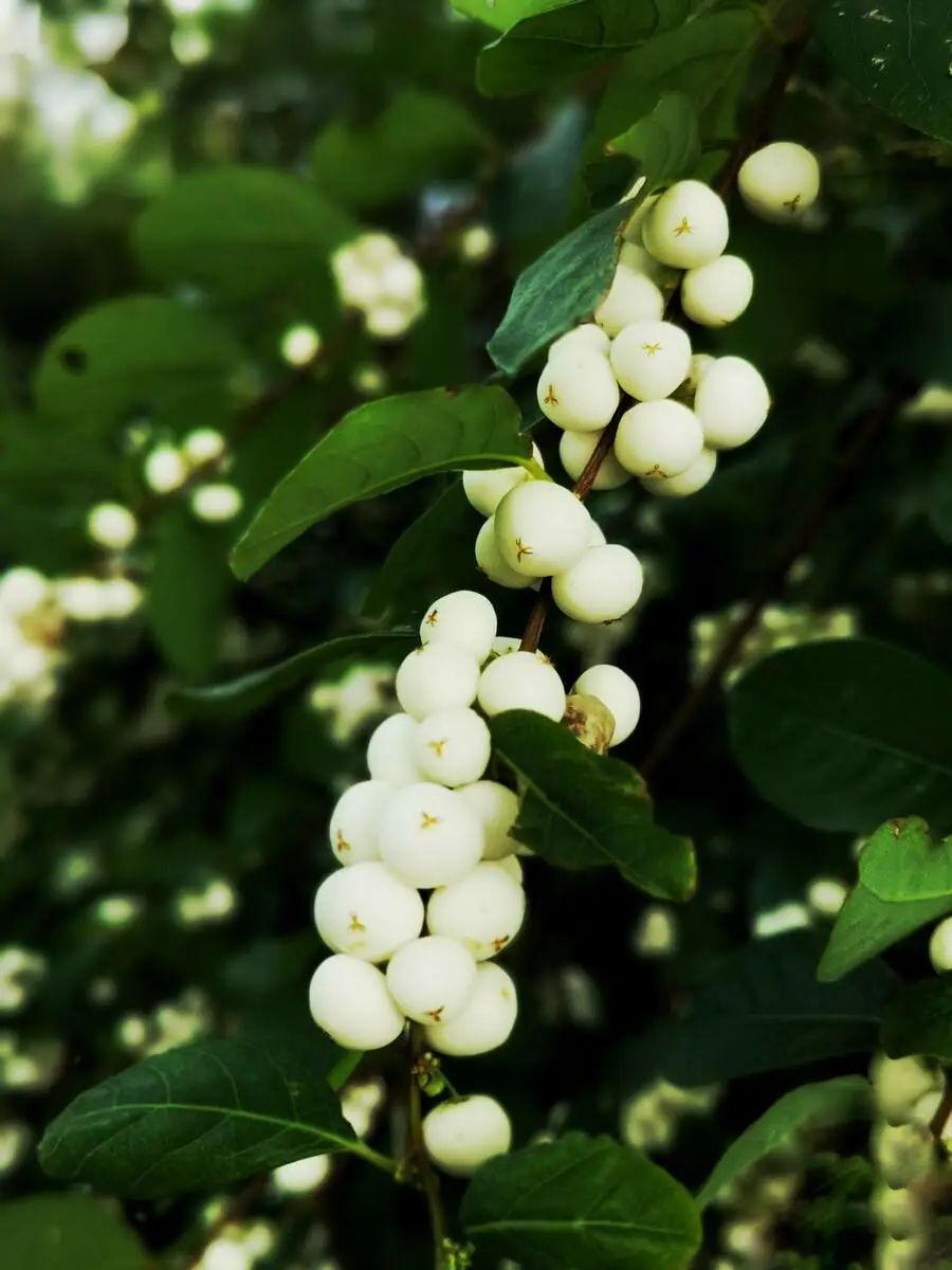 农村常见野生植物你都认识吗,农村常见植物野果