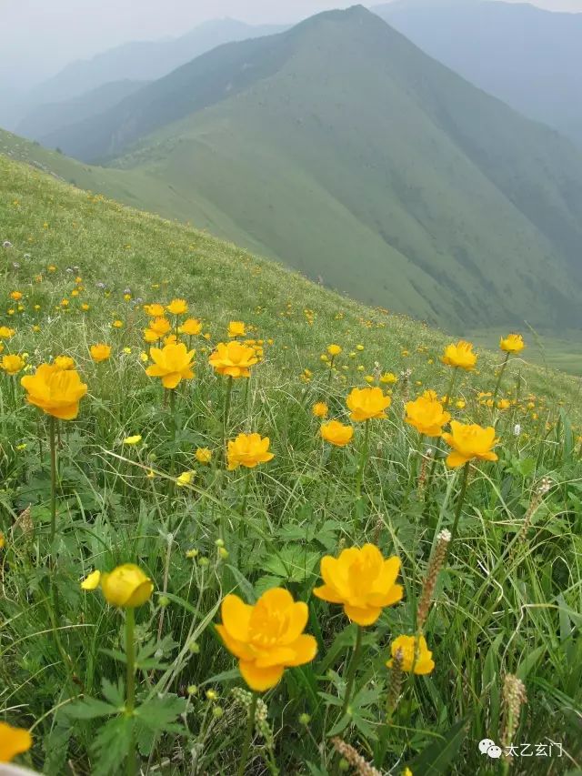 小五台山金莲花坡,小五台金莲花