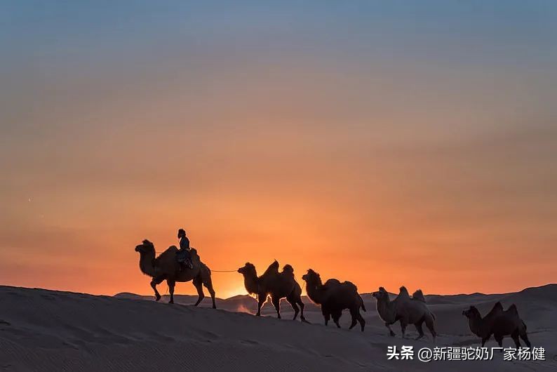 骆驼身上有什么品质,骆驼身上的三宝是什么
