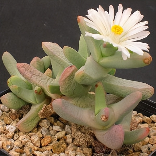 102个大类近500个多肉植物图片，都极其美丽，建议在家中也养一盆