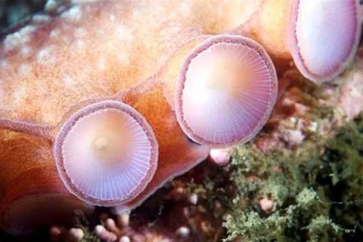 章鱼是外星生物吗,章鱼是外星生物吗完整解说