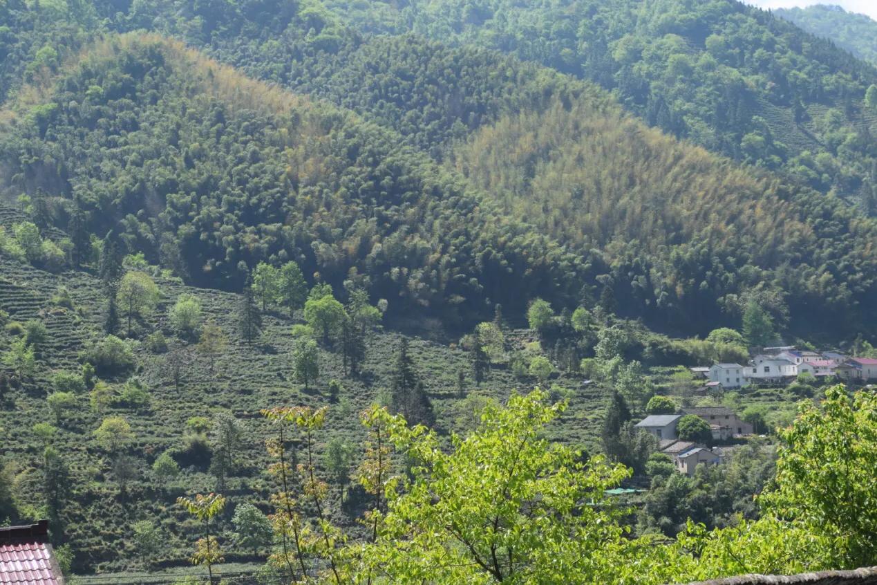 青阳县黄石溪名茶,安徽池州青阳黄石溪茶叶简介