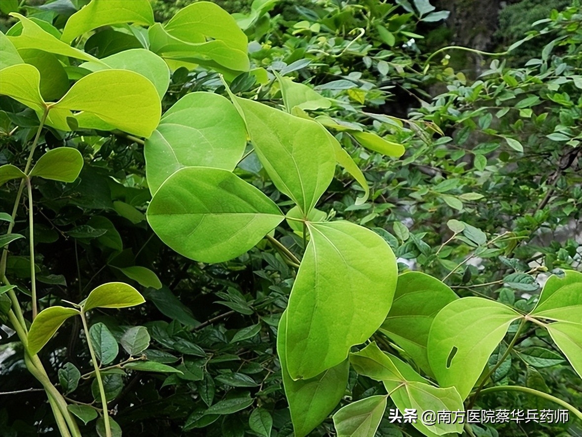 专治关节冷痛特效中药,治疗腿疼祛风除湿的中药有哪些