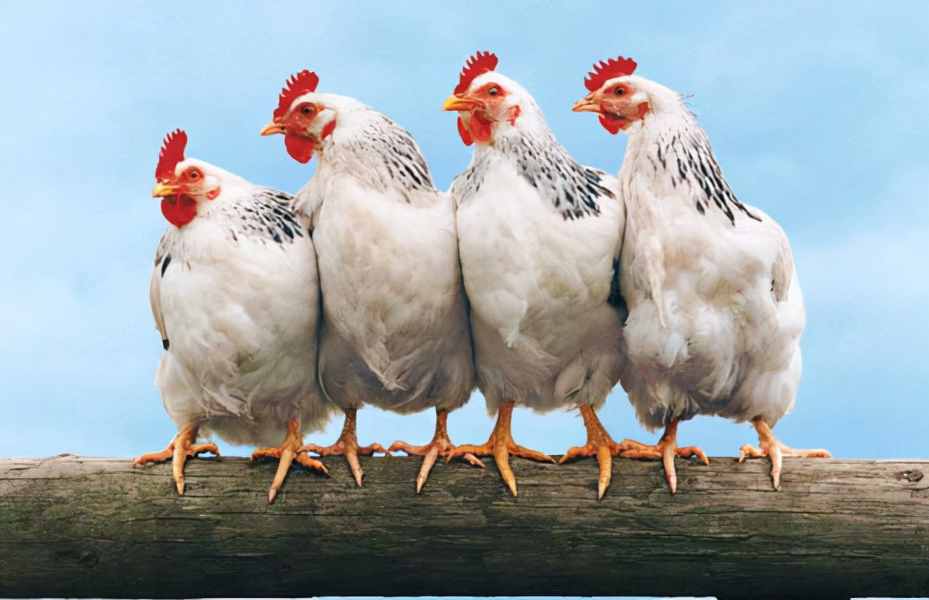 鸡长期用抗生素有影响吗,30多天的鸡吃了会有问题吗