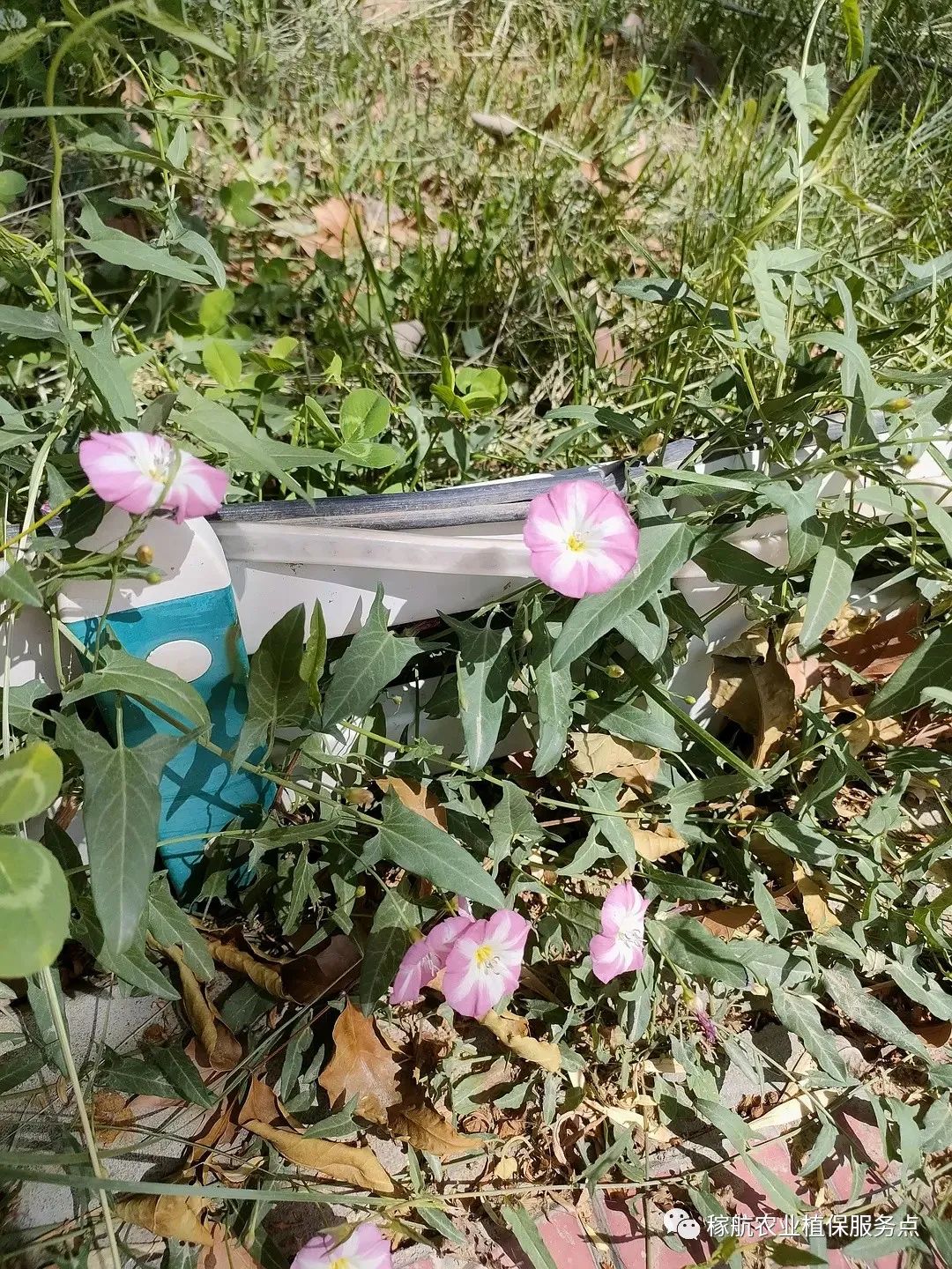 草甘膦这样复配，除草干净又彻底