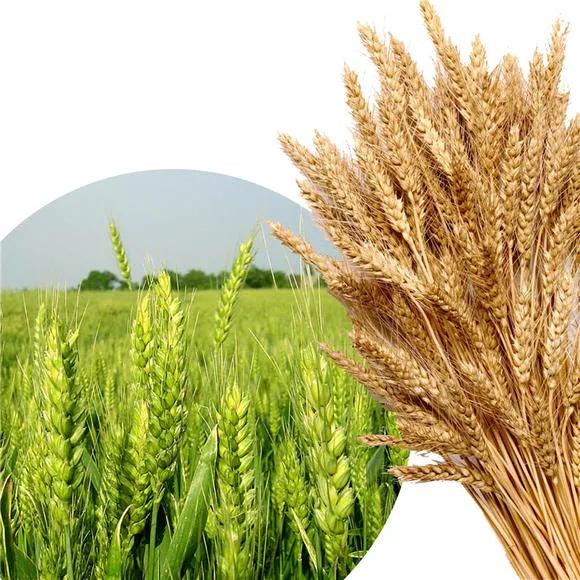 雪花粉″像雪花一样雪白轻盈飞舞吗？一日三餐四季皆有深情厚意