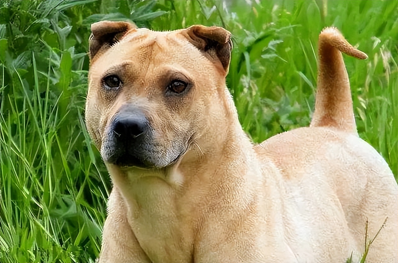 30种常见犬图片,40种常见名犬图片