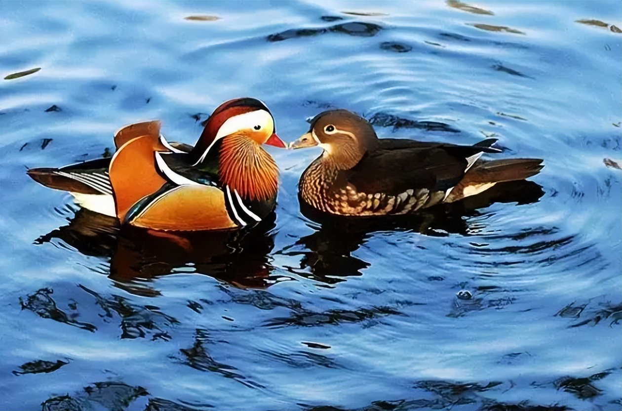 春风如诗字字多情30首好诗,最美春风古诗词