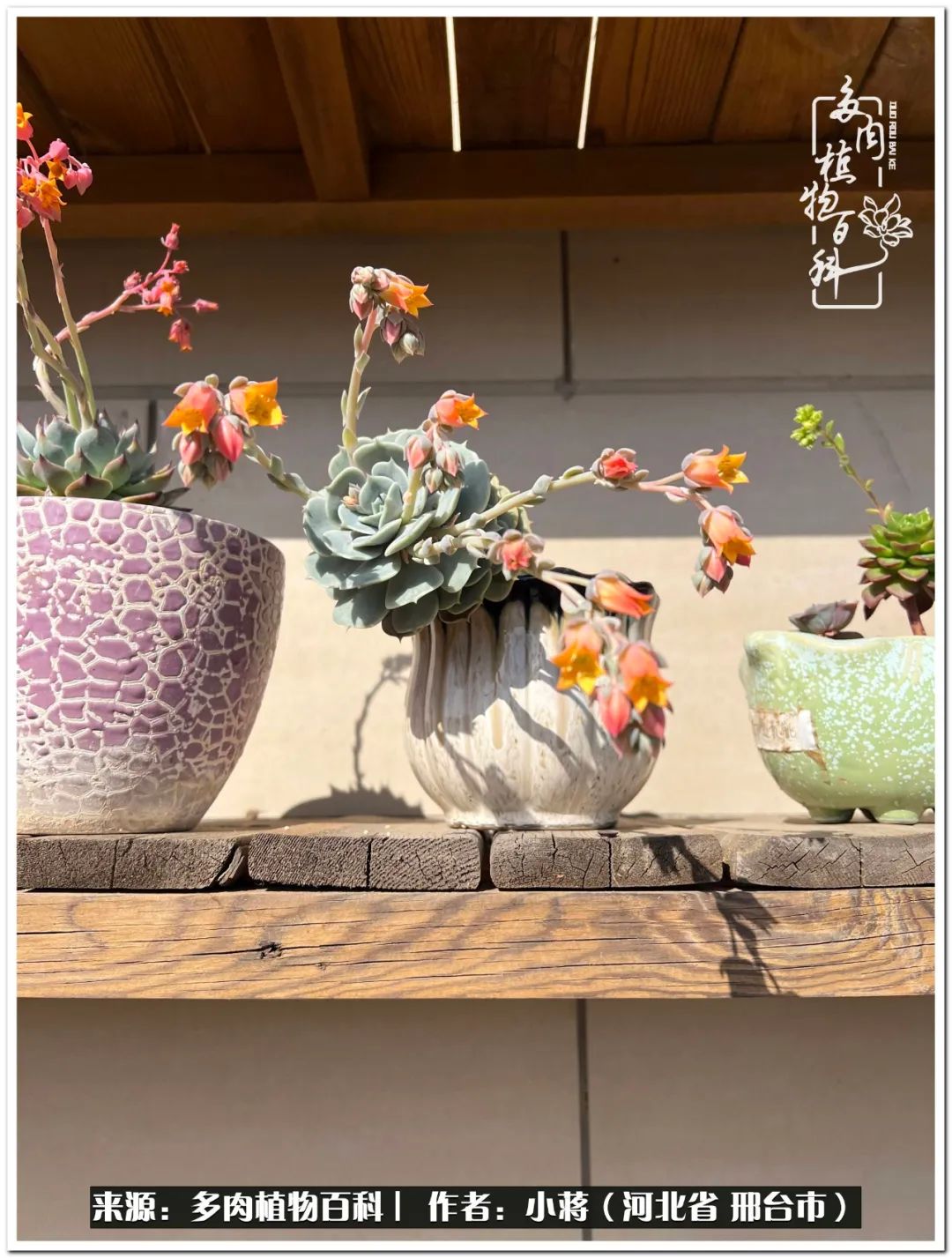 我与多肉植物之间的故事,我和多肉十二卷的故事100字