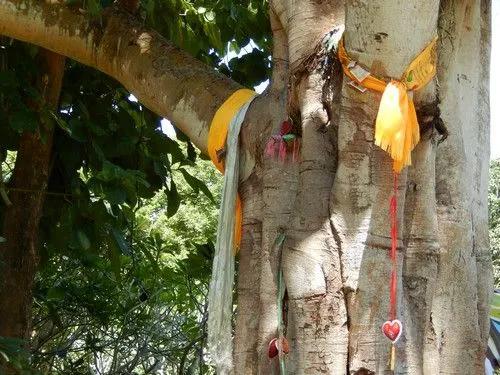 佛教四大圣树介绍,佛教“四圣树”之一