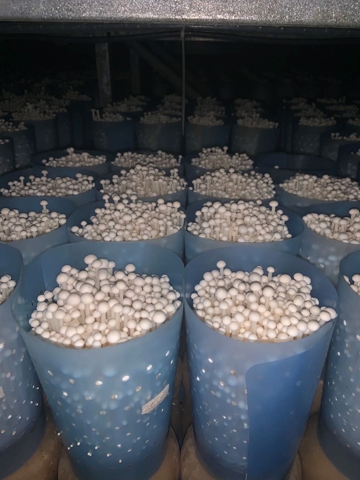 好品山东一品原浆,好品山东蓝莓