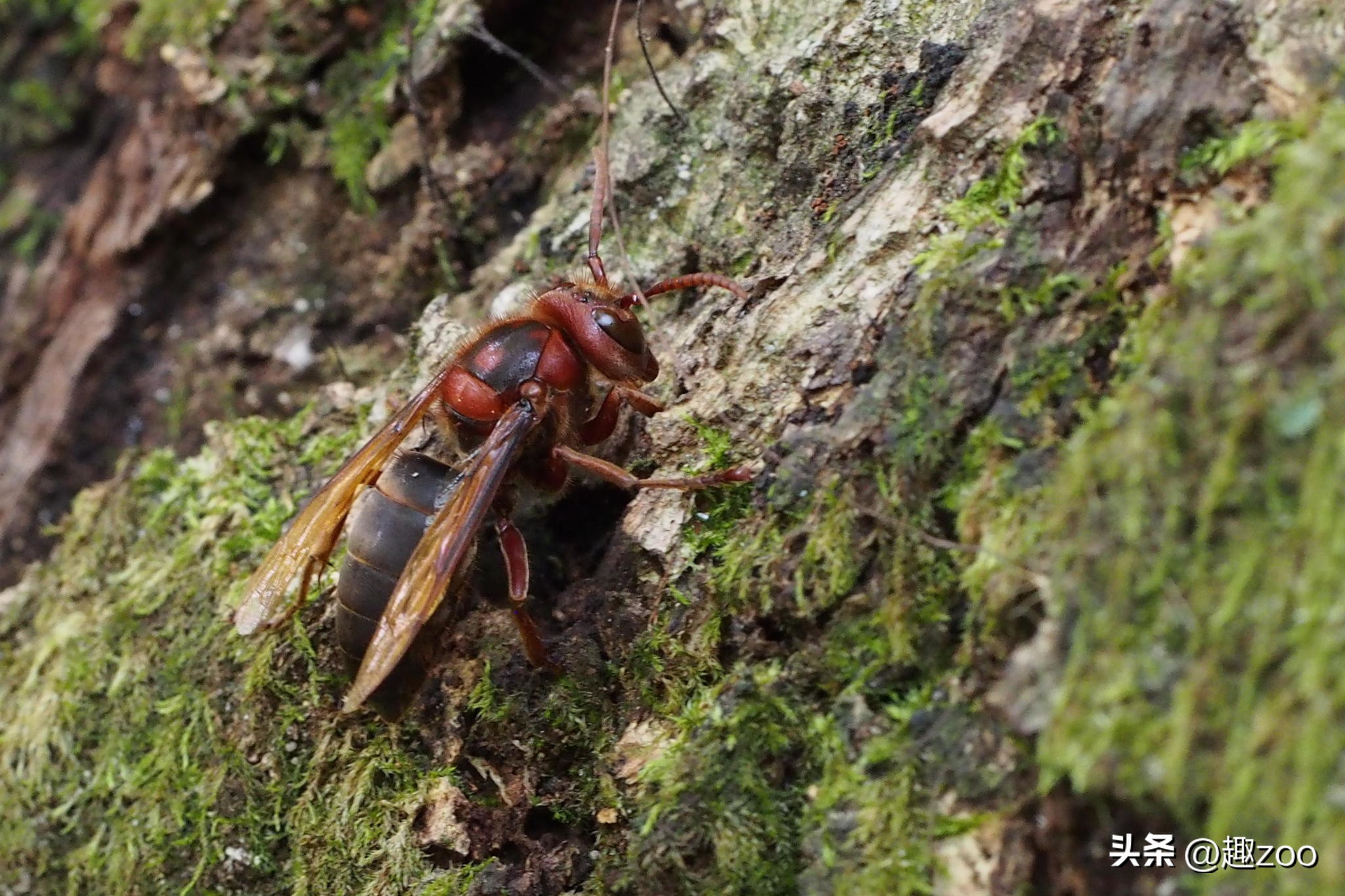 世界上最危险的蜂类,世界上最毒的蜂排名