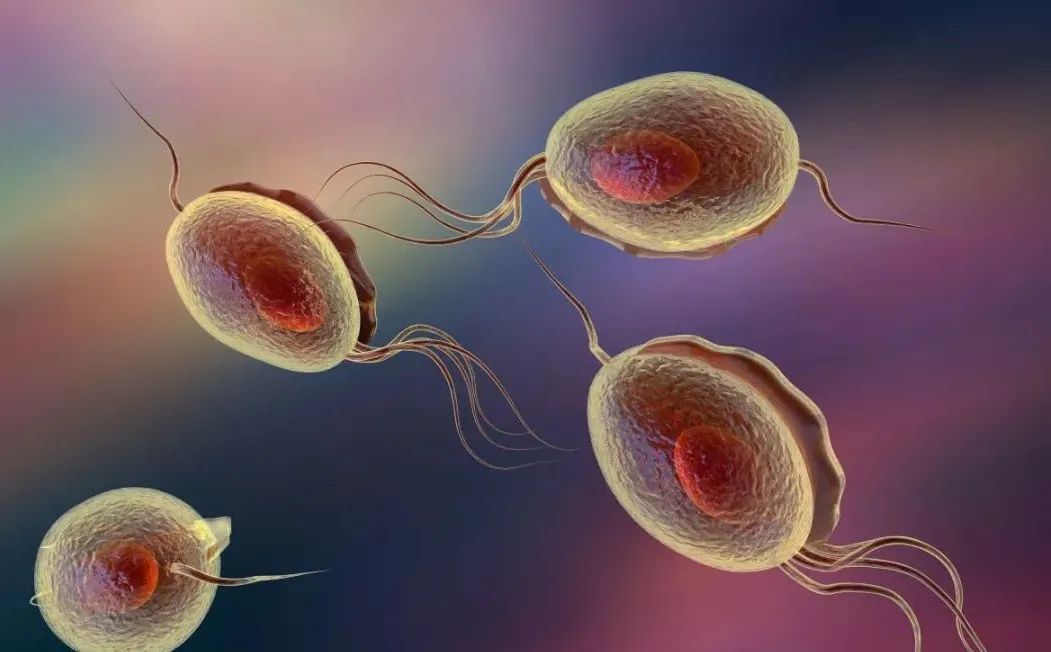 男性生殖器痒有虫是怎么传染的,小虫感染