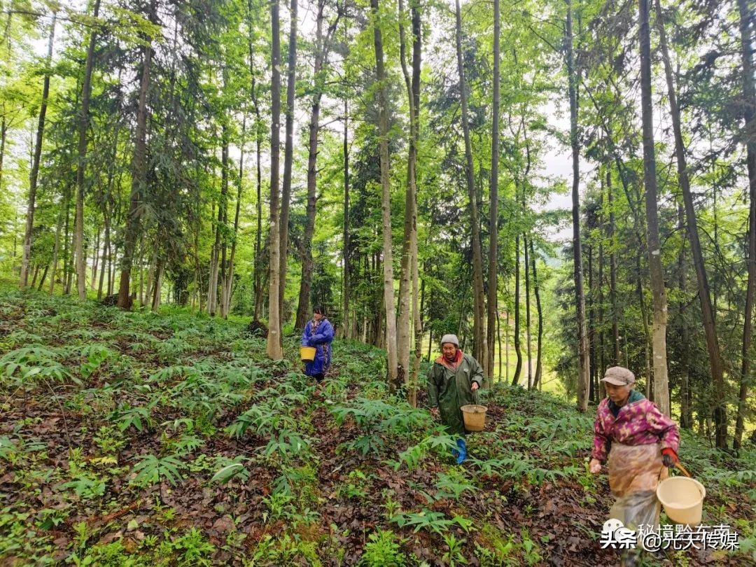 岑巩太子参种植管护忙,贵州岑巩水稻制种管护忙