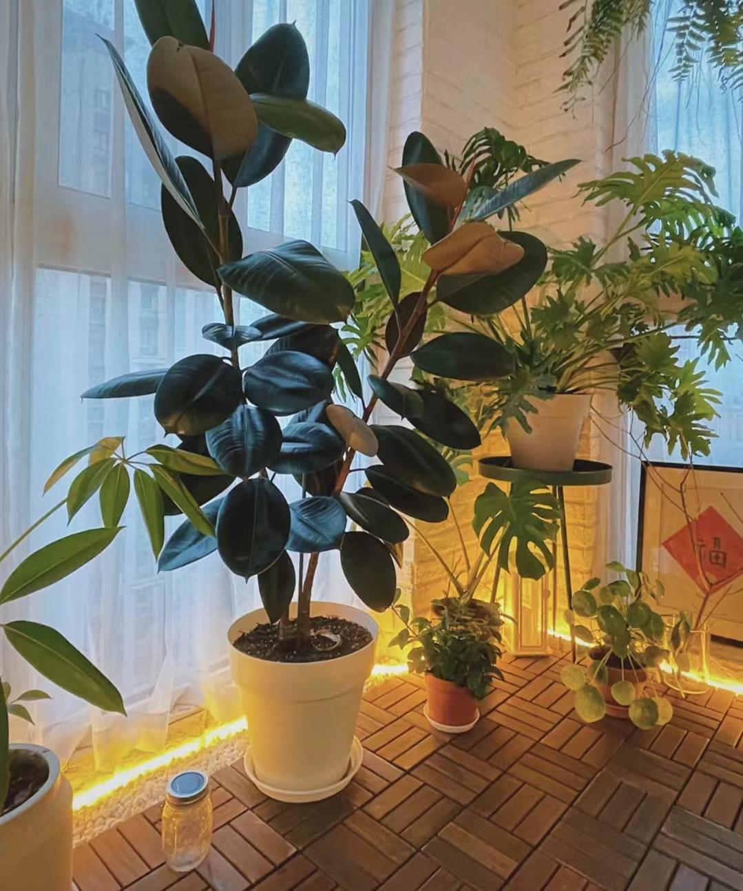 老人说，客厅见树，10家有9富，说得是真的吗？推荐9种吉祥树