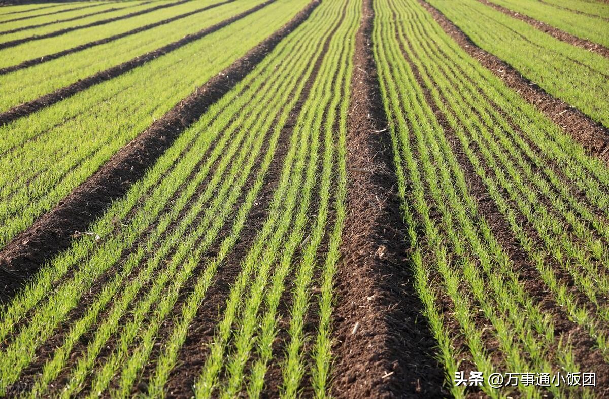 农民种地不挣钱谁能光靠种地养活,农民种地赚钱一亩地赚两万