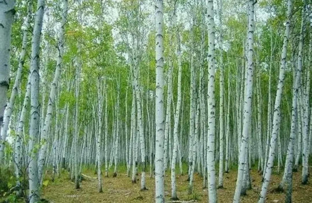 揭秘什么样的树会比钢铁还硬呢?如何让树木变得坚硬如钢