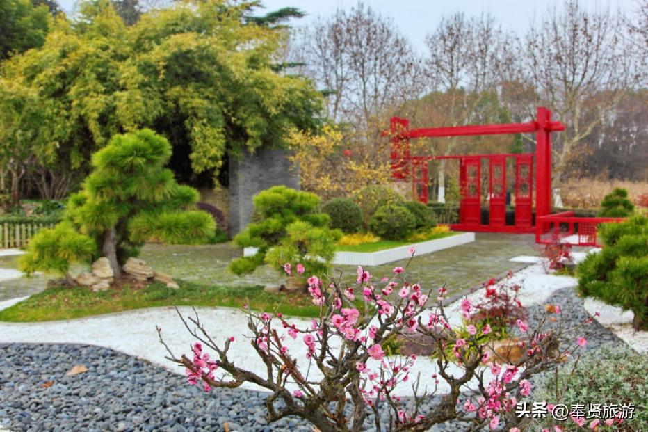 赏梅胜地梅园,赏梅好时节