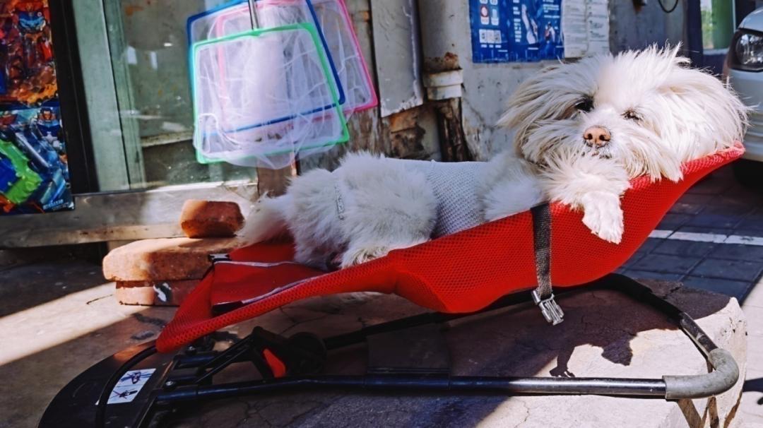 养狗人的视频,养狗人皮肤过敏的症状和表现